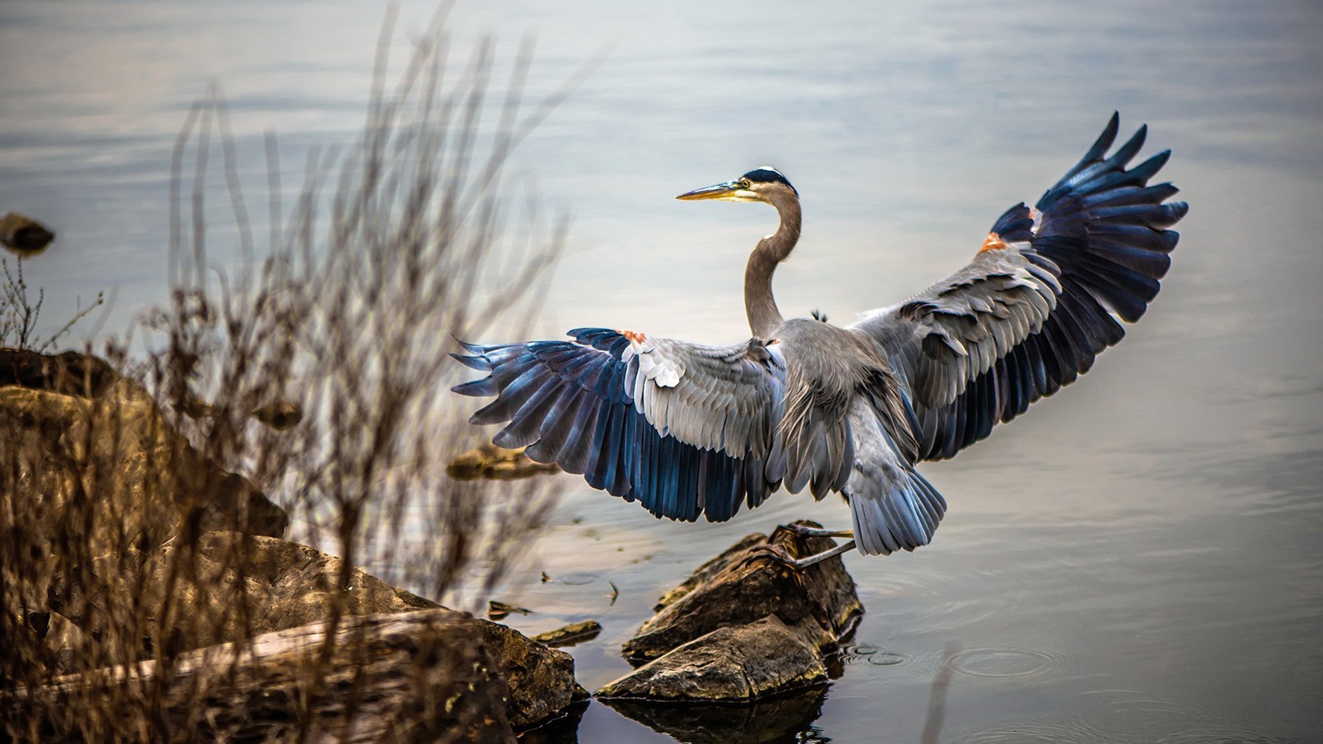 武切维奇无解统治力成勇士争冠试金石，鹈鹕防线溃败揭示卫冕密码